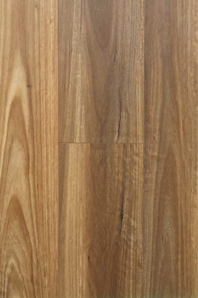 Spotted Gum